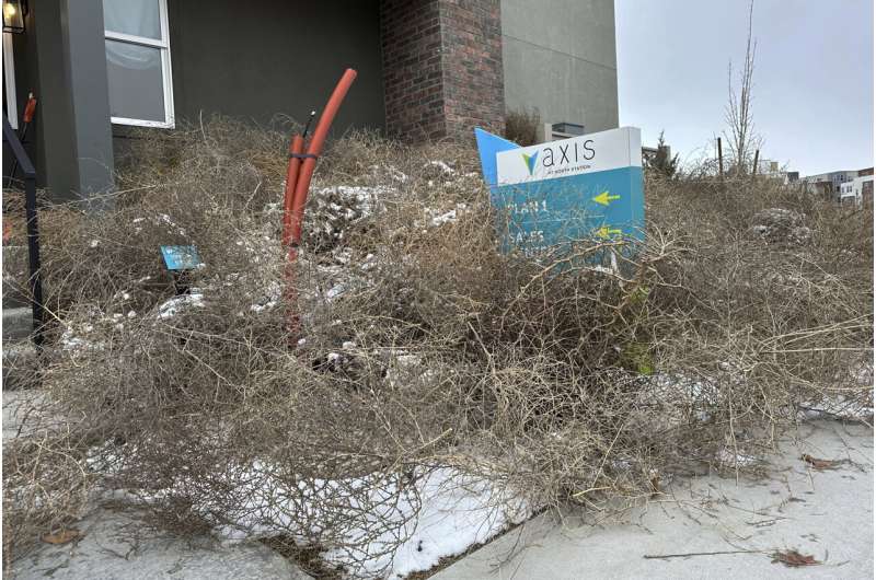 Iconic Old West tumbleweeds roll in and blanket parts of suburban Salt Lake City