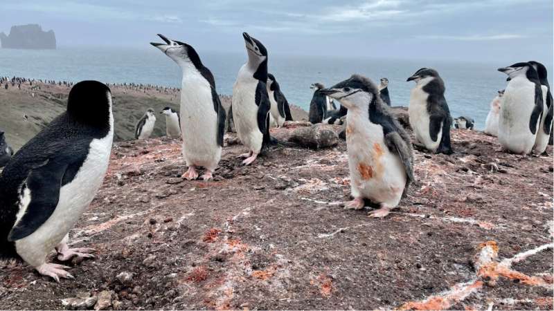 Recycling of iron in Southern Ocean declining as population of chinstrap penguins shrinks