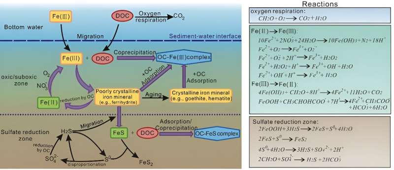 The effect of iron on the preservation of organic carbon in marine sediments and its implications for carbon sequestration